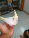 Kokatiel bird sell